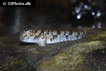 periophthalmus argentilineatus periophthalmus argentilineatus