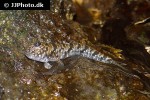periophthalmus argentilineatus periophthalmus argentilineatus