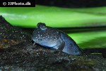 periophthalmus argentilineatus periophthalmus argentilineatus