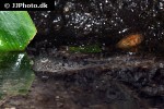 periophthalmus argentilineatus periophthalmus argentilineatus