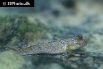 periophthalmus barbarus periophthalmus barbarus