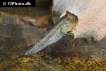 periophthalmus barbarus periophthalmus barbarus