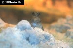 periophthalmus barbarus periophthalmus barbarus