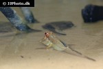 periophthalmus barbarus periophthalmus barbarus