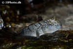 periophthalmus barbarus periophthalmus barbarus