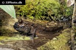 periophthalmus barbarus periophthalmus barbarus