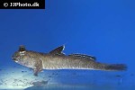 periophthalmus novemradiatus periophthalmus novemradiatus