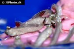 periophthalmus novemradiatus periophthalmus novemradiatus