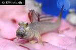 periophthalmus novemradiatus periophthalmus novemradiatus