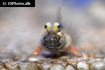 periophthalmus novemradiatus periophthalmus novemradiatus