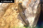 periophthalmus novemradiatus periophthalmus novemradiatus