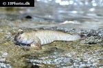 periophthalmus novemradiatus periophthalmus novemradiatus