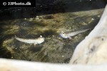 periophthalmus novemradiatus periophthalmus novemradiatus