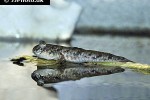 periophthalmus novemradiatus periophthalmus novemradiatus