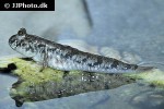 periophthalmus novemradiatus periophthalmus novemradiatus