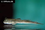 periophthalmus species india periophthalmus species india