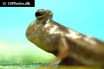 periophthalmus species india periophthalmus species india