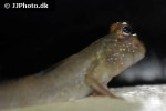 periophthalmus species nigeria periophthalmus species nigeria