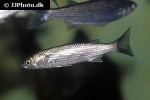chelon auratus chelon auratus