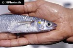 chelon auratus chelon auratus