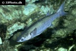 chelon labrosus chelon labrosus