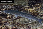 chelon labrosus chelon labrosus