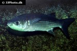 chelon labrosus chelon labrosus