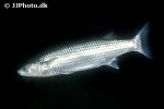 chelon labrosus chelon labrosus