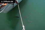 chelon labrosus chelon labrosus