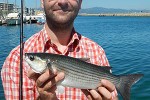 chelon labrosus chelon labrosus