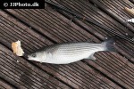 chelon labrosus chelon labrosus