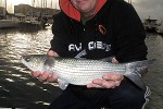chelon labrosus chelon labrosus