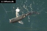 chelon labrosus chelon labrosus