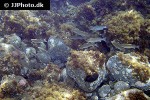 chelon labrosus chelon labrosus