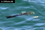 chelon labrosus chelon labrosus