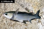 chelon labrosus chelon labrosus
