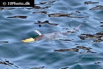 chelon labrosus chelon labrosus