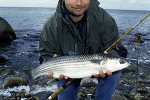 chelon labrosus chelon labrosus