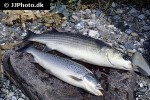 chelon labrosus chelon labrosus