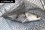 chelon labrosus chelon labrosus