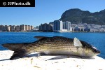chelon labrosus chelon labrosus