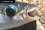 chelon labrosus chelon labrosus