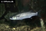 chelon labrosus chelon labrosus