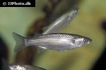 chelon labrosus chelon labrosus