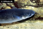 chelon labrosus chelon labrosus
