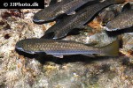 ellochelon vaigiensis ellochelon vaigiensis
