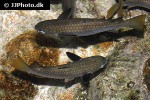 ellochelon vaigiensis ellochelon vaigiensis