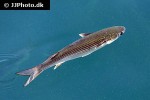 mugil cephalus mugil cephalus