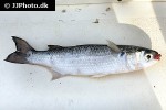 mugil cephalus mugil cephalus
