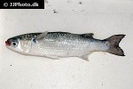 mugil cephalus mugil cephalus